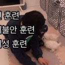 테디펫 이미지