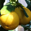 감귤박물관 이미지