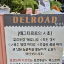 삼척 딜로드 카페 에그타르트 맛집 삼척 디저트 선물 삼척 해수욕장 카페