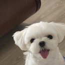 [2023년 달력] 강아지 달력 제작 후기 (퍼블로그)