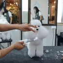 펫미용 이미지