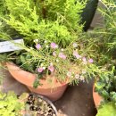 방화대로 47길 | 6월 셋째 주 주간 일상 기록 : 서울식물원, 메이필드호텔, 여름