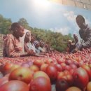 김철2농장 이미지