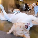 고마워강아지 이미지