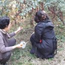 황금빛농장 이미지