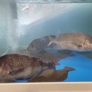 쨍하고회뜰날 이미지