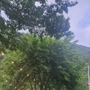 뜨레돌체 이미지