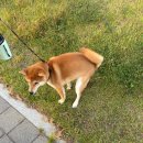 명지가온유치원 | 안가시바