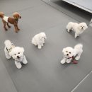 에덴 애견 유치원 호텔 이미지