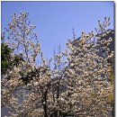 [울산언양] 언양성당의 아름다운 봄꽃동산 (04. 03) 이미지