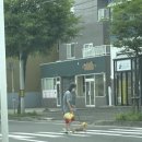 철수네행복농장 | 후라노 팜토미타, 청의호수, 흰수염폭포, 준페이 새우튀김, 삿포로 징기스칸 RAM / 라무 - 훗카이도여행기2
