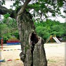 대구숙천초등학교 이미지