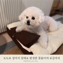 언제나;꽃봄