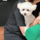 친절한애견미용실 | 의왕 애견미용 빠르고 친절한 몽드리안