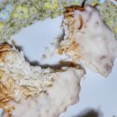 달콤 DALKOM 이미지