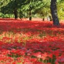 반암 농장 이미지