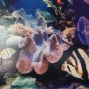 은빛물고기 | [하와이 오아여행] 와이키키 수족관 솔직후기! 생각보다 규모는 작지만 알찼던 시간 🐠