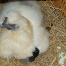 백봉파이프 이미지