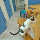 고양이호텔코자냥 이미지