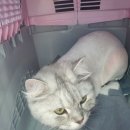 블링블링펫미용 네이버블로그