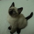 우리집 야옹이 이미지