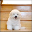 라운지펫 이미지