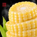 강원도옥수수 | 강원도 110 옥수수 솔직 후기! 옥수수 맛있게 찌는 법부터 유명한 구매처까지 총정리