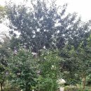 앵두나무를 정리하고(2025. 8. 15) 이미지