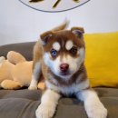 수원-1026 이미지