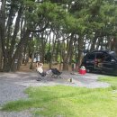 (주)금강송 이미지
