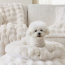 몽글몽글 펫 이미지