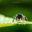 이지파인하우스