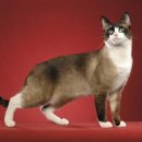 멋진 고양이 이미지