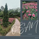 [공지] [축제] 2026 오산 고인돌공원 장미축제🌹 개막일 오전 생생한 현장 분위기 ✨