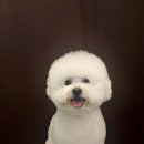 미용하개 이미지