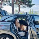 신나개 | 대천해수욕장 펫비치에서 신나개🐶 놀다온 후기