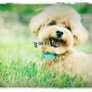 용마동물병원 이미지