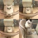 블리 블리 이미지