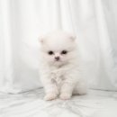 도도한강아지 이미지