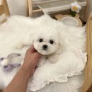 부산애견호텔 강아지유치원 펫퍼센트&코모네하우스 이미지