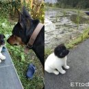 하얀강아지 이미지