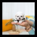 유앤미펫 강아지분양 고양이분양 위례점 이미지