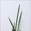 키모주 이미지