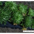 사기막 농장 이미지