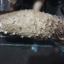 벳넷