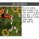 제일비조