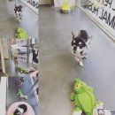 미사마이펫 이미지