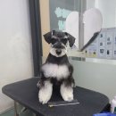 와와리 애견미용 | 시흥시 배곧 애견미용 와와리