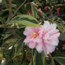 유원농장 이미지