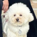 븜프그루밍 이미지